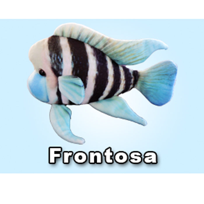 GreenPleco Cichlid (Frontosa)