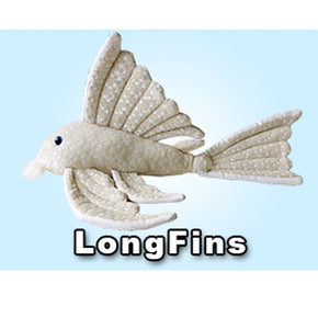 GreenPleco Longfins - Aquatica Aquarium Gallery Fish Store Cleveland Ohio