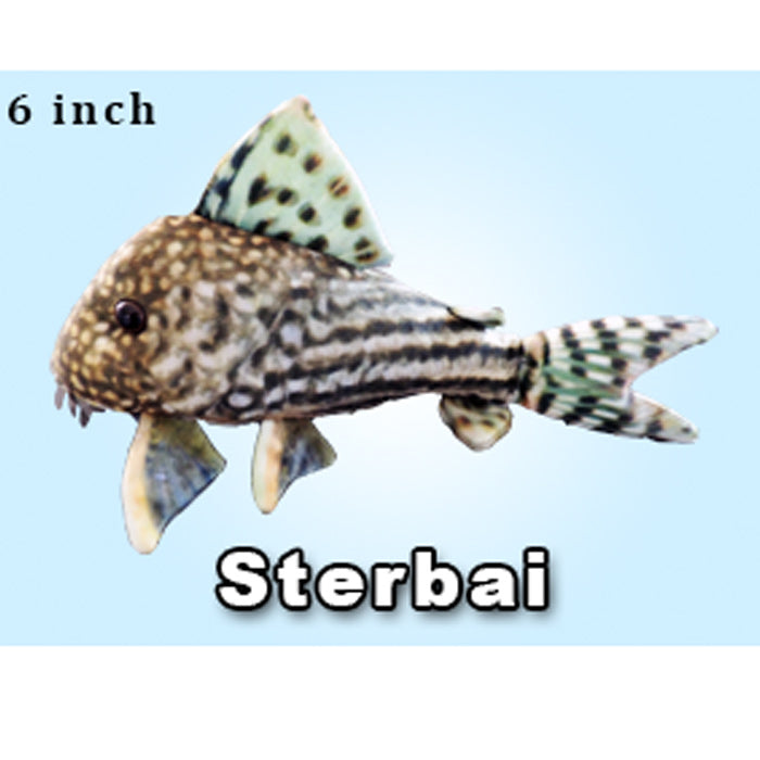 GreenPleco Cory Sterbia