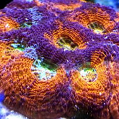 Collection image for: Live Corals