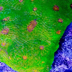 Collection image for: Fragging Supplies