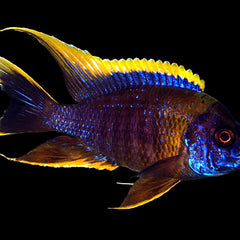 Collection image for: Livestock