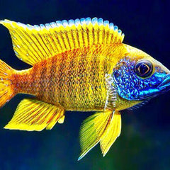 Collection image for: Freshwater Fish