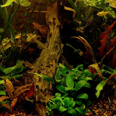 Collection image for: CO2 & Planted Equipment