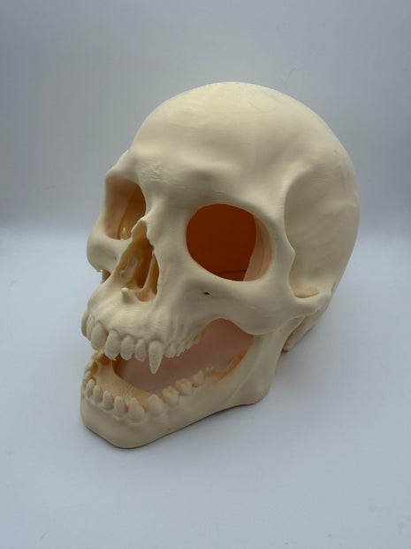Aquarium Skull Cave Ornament - Aquatica Superstore