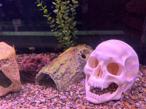 Aquarium Skull Cave Ornament - Aquatica Superstore