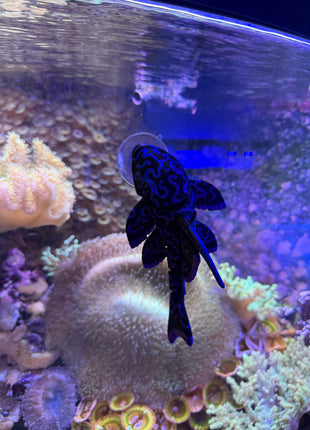 Pleco Display Figurine