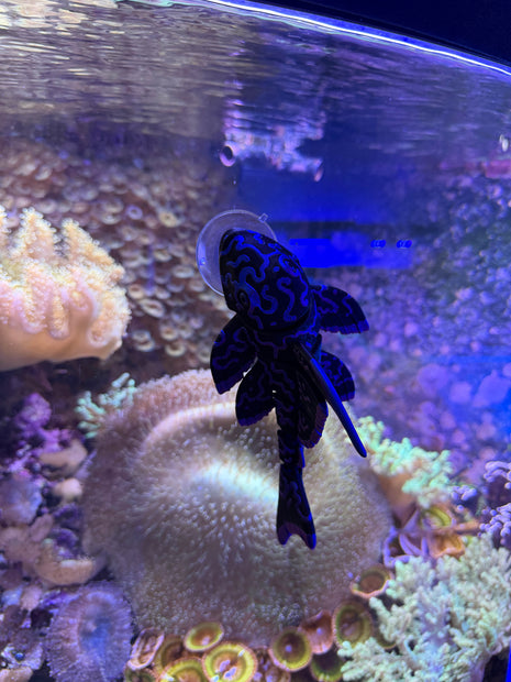 Pleco Display Figurine - Aquatica Superstore
