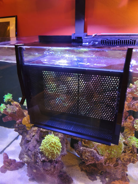 Premium Acrylic Tank Basket - Aquatica Superstore