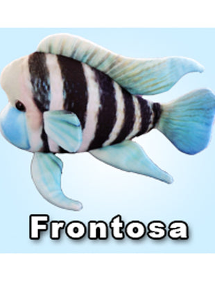 GreenPleco Cichlid (Frontosa) - Aquatica Aquarium Gallery Fish Store Cleveland Ohio