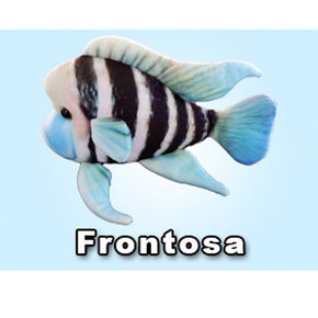 GreenPleco Cichlid (Frontosa) - Aquatica Aquarium Gallery Fish Store Cleveland Ohio