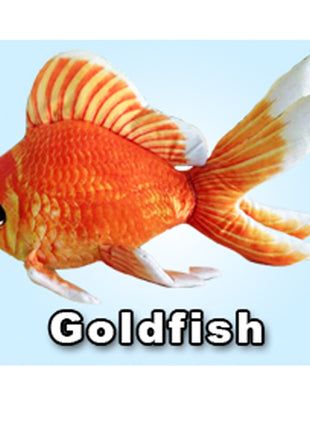 GreenPleco Goldfish - Aquatica Aquarium Gallery Fish Store Cleveland Ohio