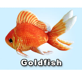 GreenPleco Goldfish - Aquatica Aquarium Gallery Fish Store Cleveland Ohio