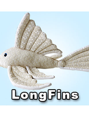 GreenPleco Longfins - Aquatica Aquarium Gallery Fish Store Cleveland Ohio