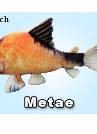 GreenPleco Cory Metae - Aquatica Aquarium Gallery Fish Store Cleveland Ohio