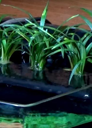 Aquatop Nanoponic Aquarium System - Aquatica Aquarium Gallery Fish Store Cleveland Ohio