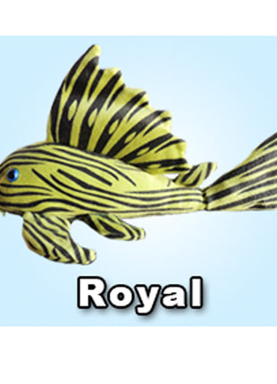 GreenPleco Royal - Aquatica Aquarium Gallery Fish Store Cleveland Ohio