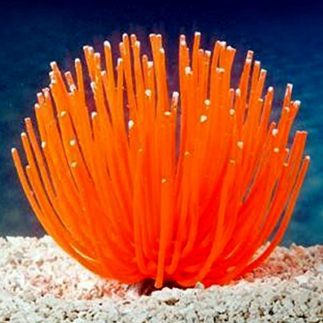 Artificial Anemone Decoration 100% Aquarium Safe - Aquatica Aquarium Gallery Fish Store Cleveland Ohio