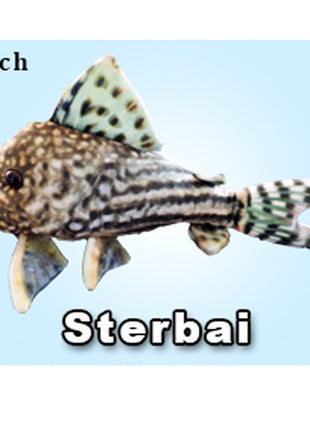 GreenPleco Cory Sterbia - Aquatica Aquarium Gallery Fish Store Cleveland Ohio