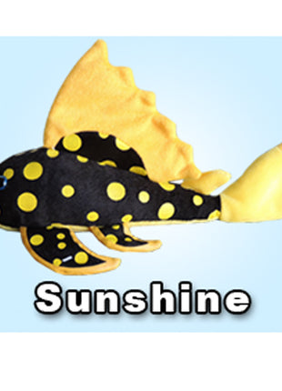 GreenPleco Sunshine - Aquatica Aquarium Gallery Fish Store Cleveland Ohio